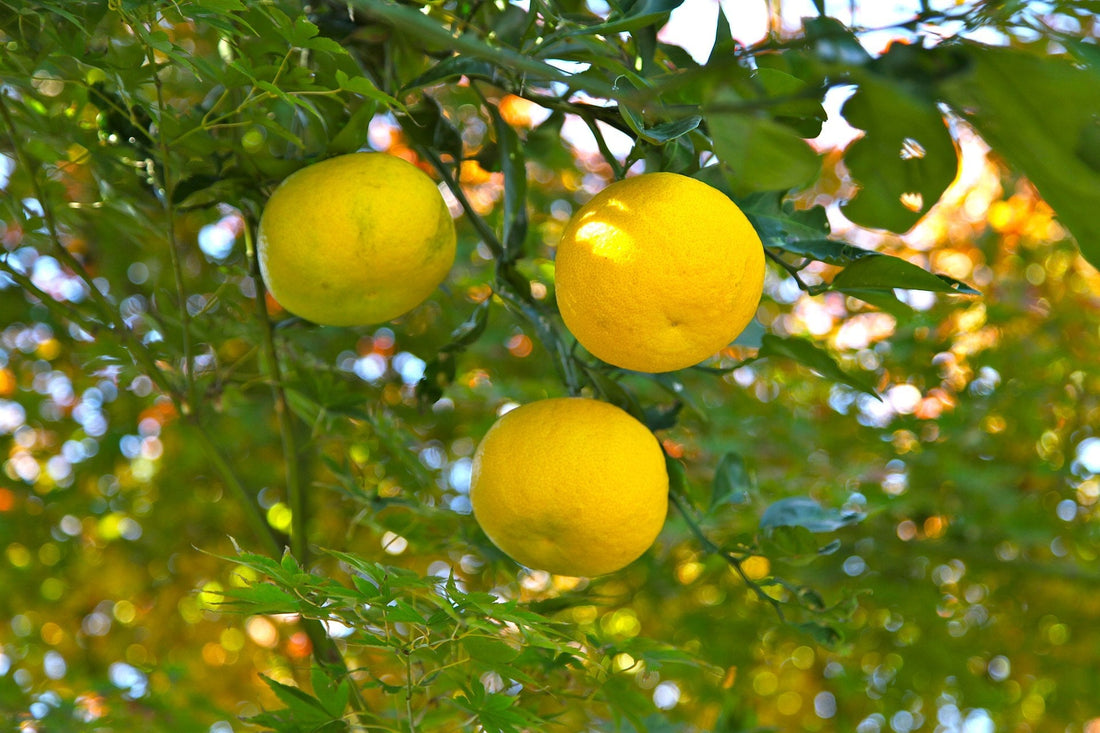 What Is Yuzu and How Is It Used in Skincare?