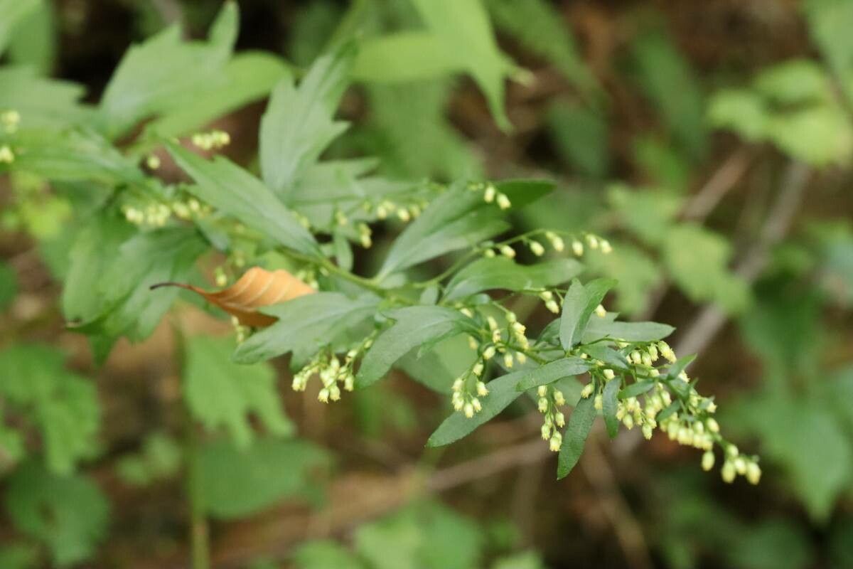 What Is Yomogi and How Is It Used in Skincare?