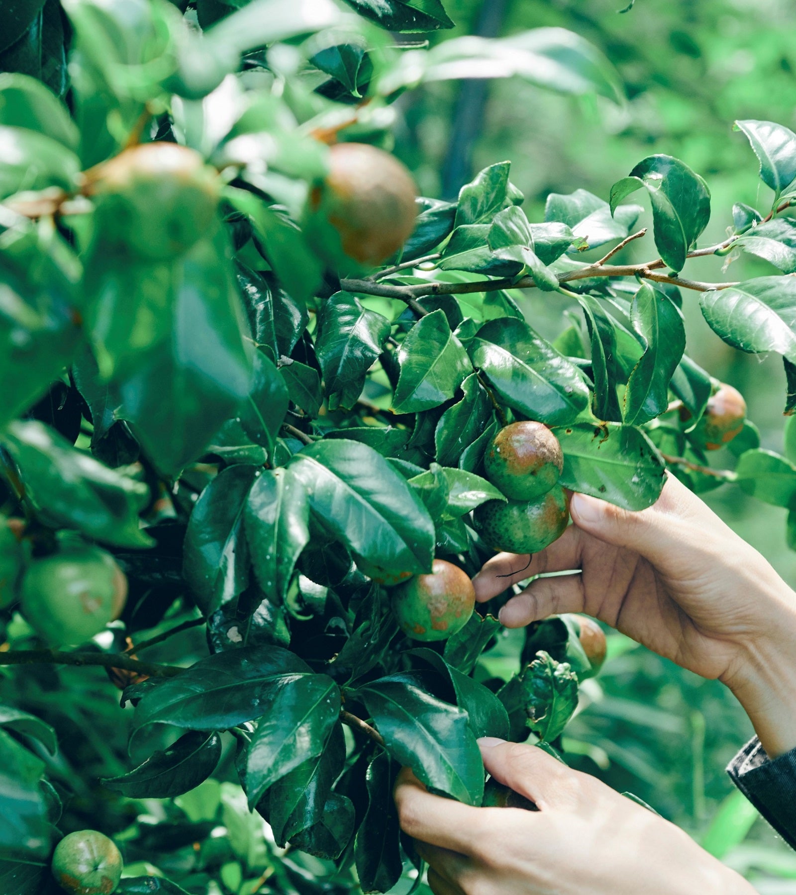 NEMOHAMO Full Size Routine