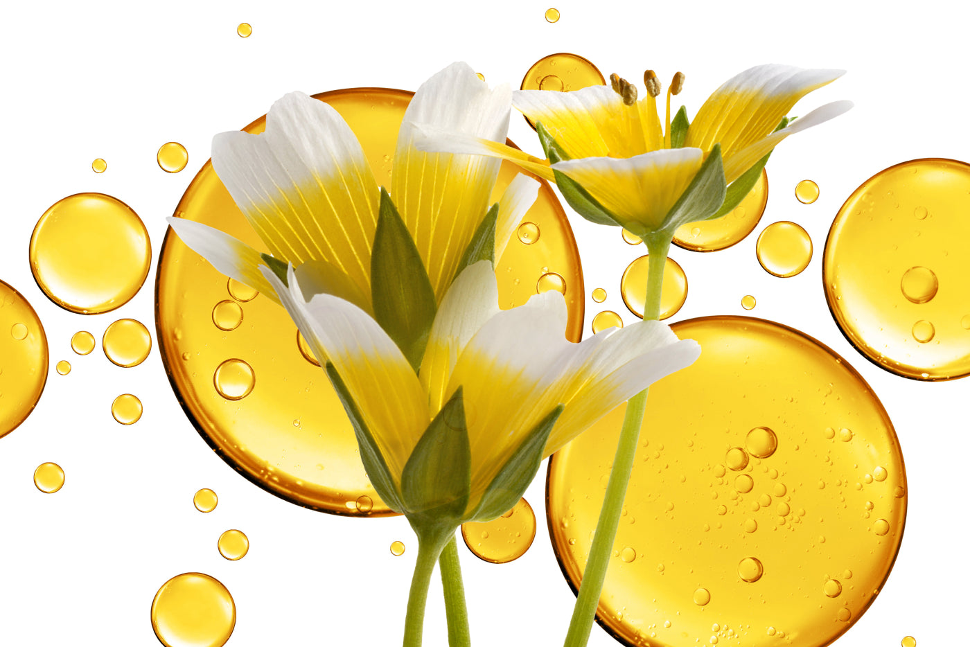 What is Meadowfoam Seed Oil and How Is It Used in Skincare?