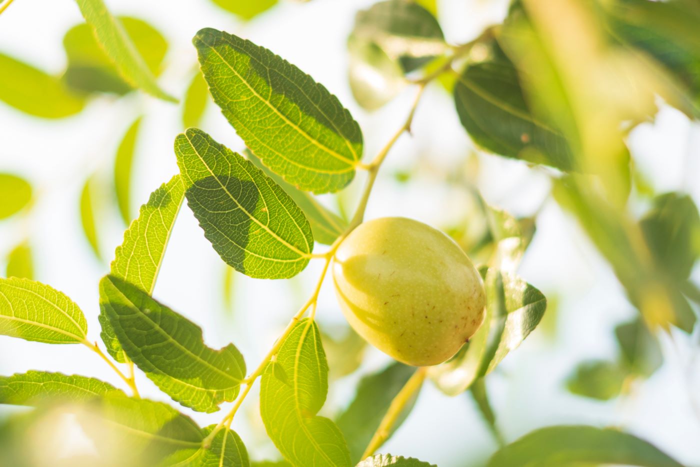 Jojoba Esters: A J-Beauty Secret for Balanced, Hydrated Skin