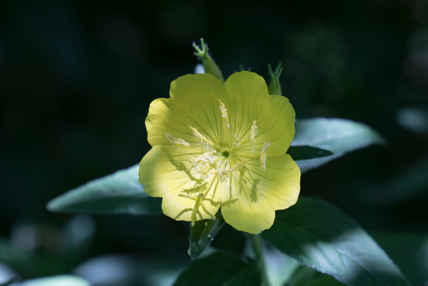 What Is Evening Primrose Oil and How Is It Used in Skincare?