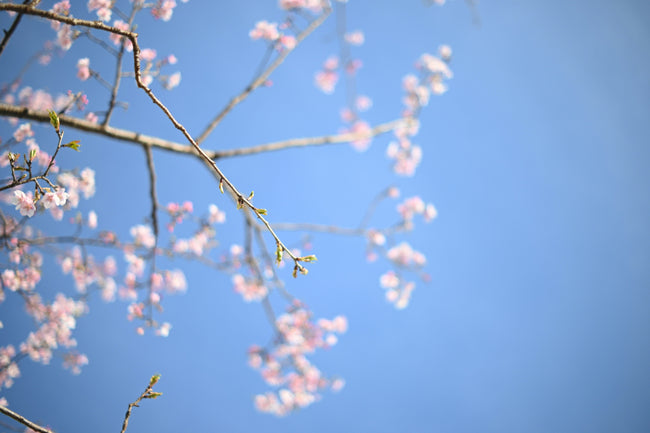 What Is Sakura and How Is It Used In Skincare?