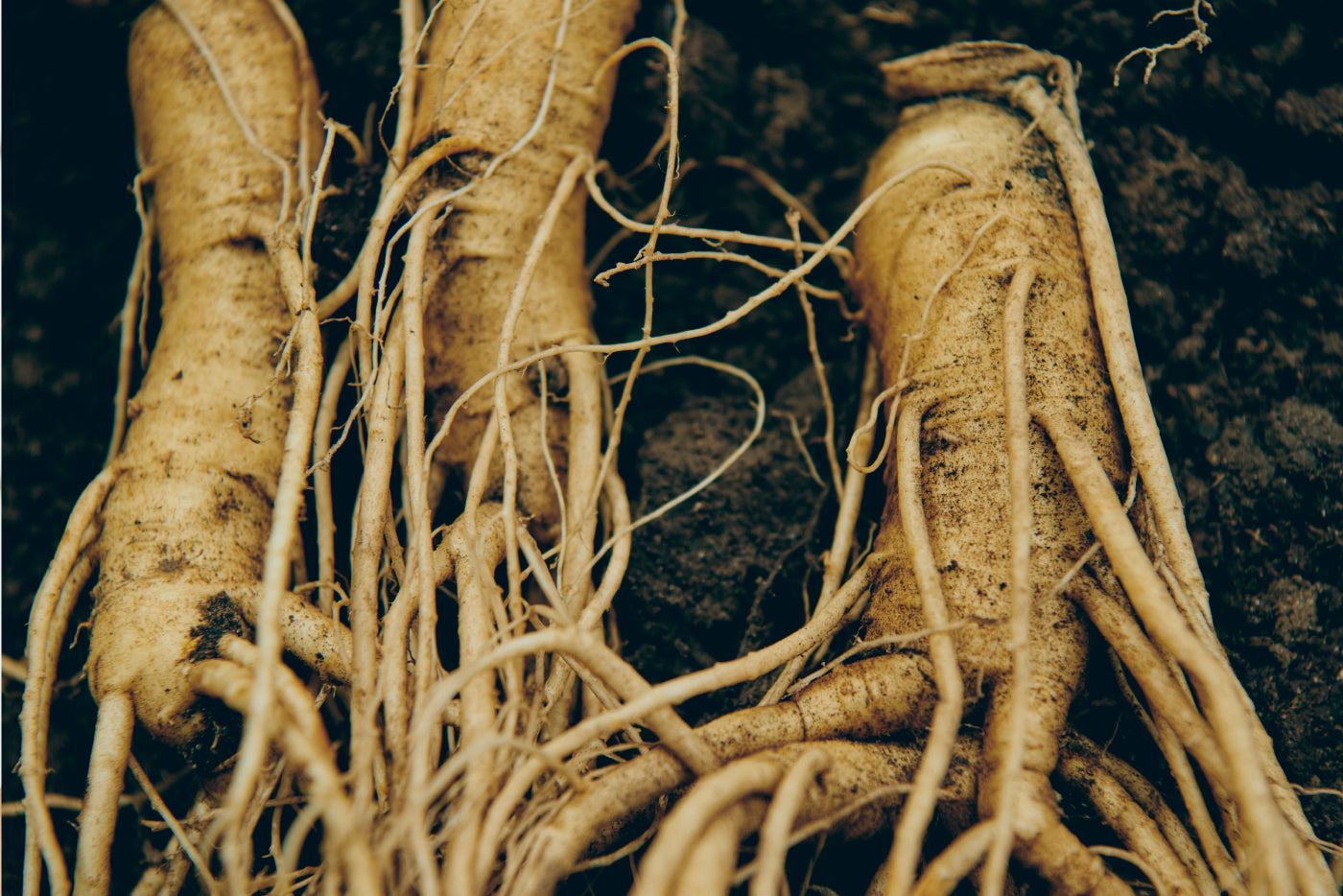 What is Ginseng and How Is It Used in Skincare?