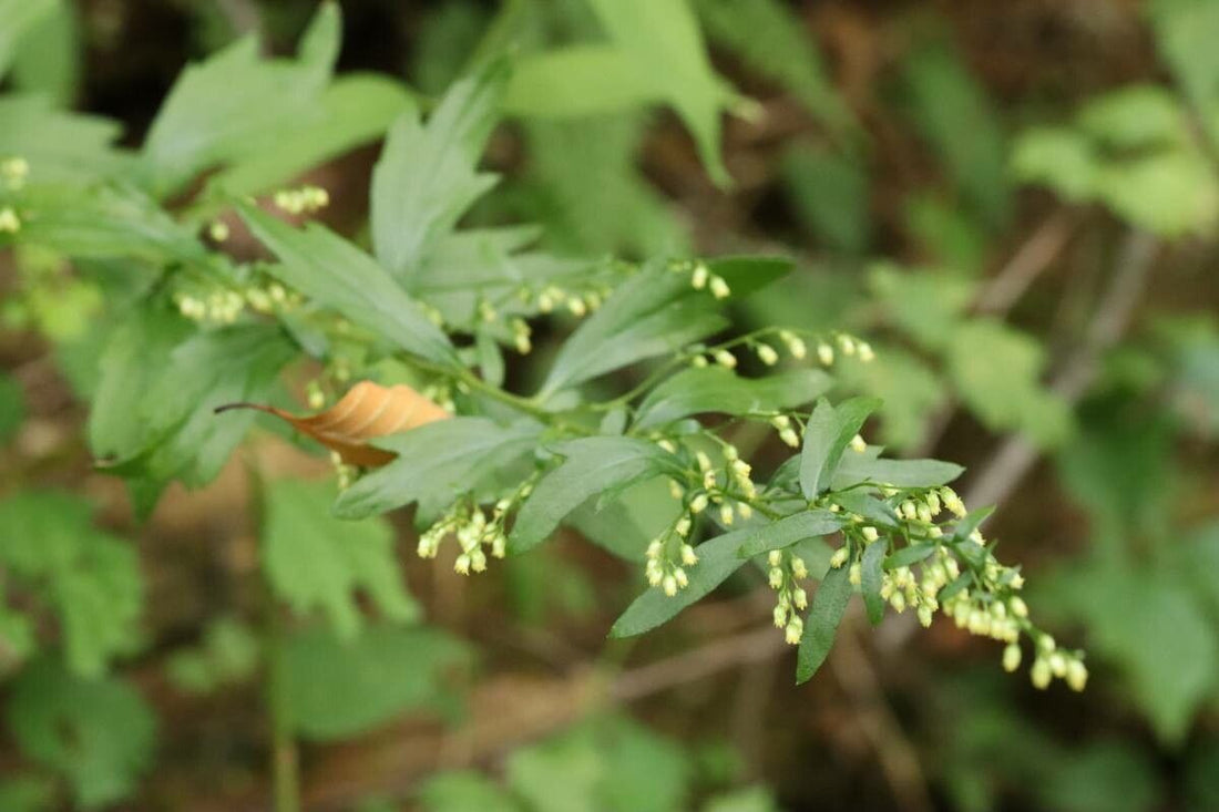 What Is Yomogi and How Is It Used in Skincare?