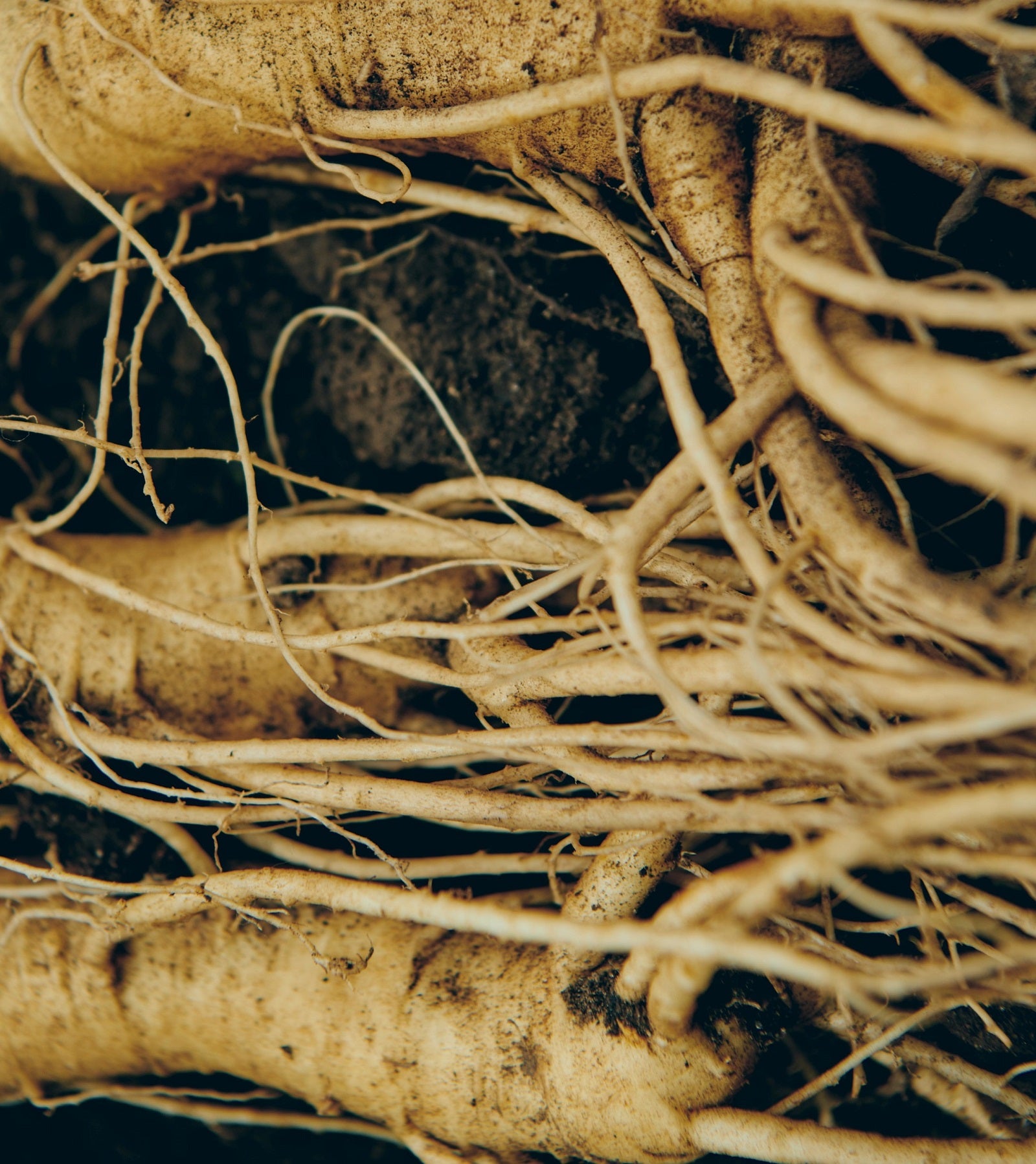 NEMOHAMO Full Size Routine