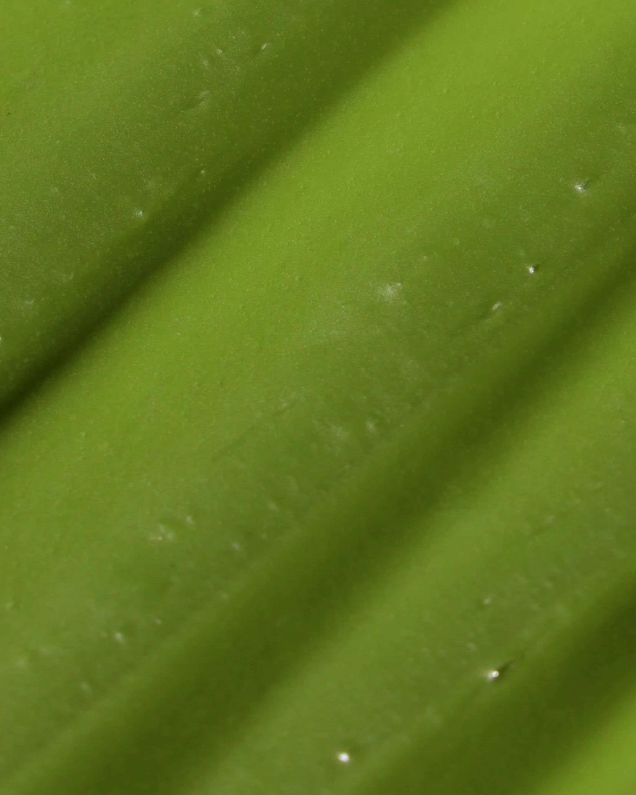 Load video: The Cleansing Balm Matcha